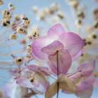 USA, Washington State, Seabeck. Ornamental oregano flowers and allium seed heads. Art Print